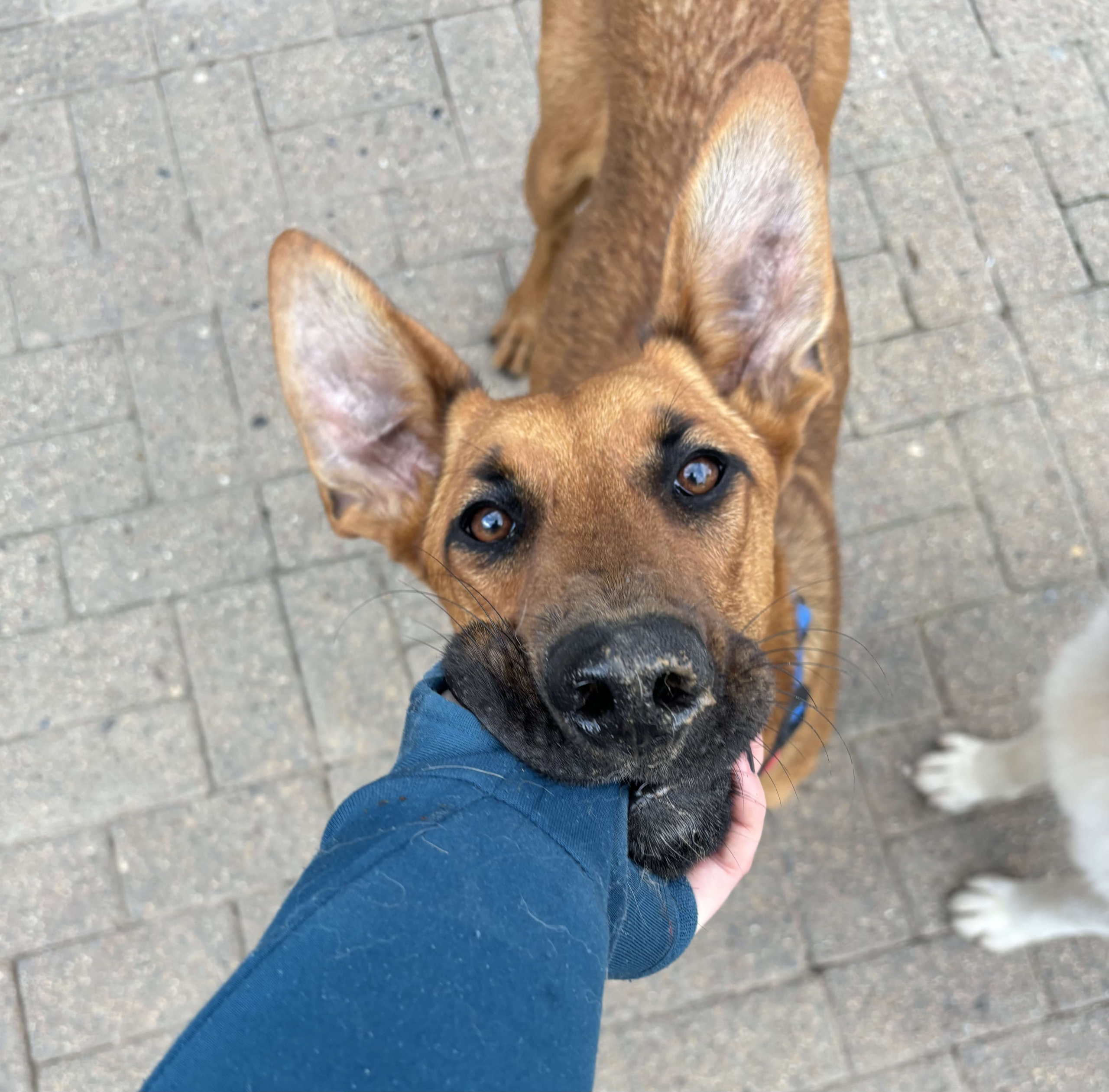 Hündin Candy im Spielmodus, sie liebt Aufmerksamkeit