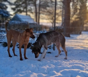Candy spielt mit Carlo im Schnee