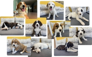 Collage der Familie Tzatziki