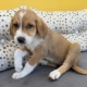 lola beitrag