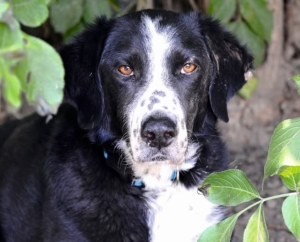 Namensgeber Zorro Mantopoulos