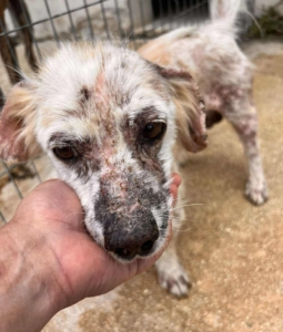 Amigo Zorro Dogsavior Sep25 1