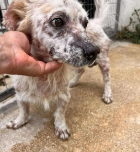 Amigo Zorro Dogsavior Sep25 2