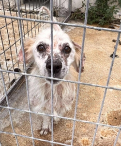 Amigo Zorro Dogsavior Sep25 3