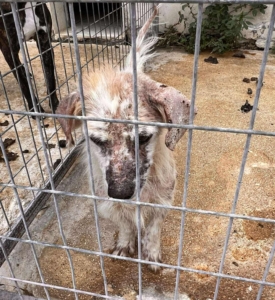 Amigo Zorro Dogsavior Sep25 4