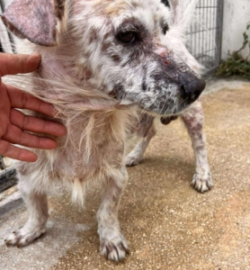 Amigo Zorro Dogsavior Sep25 5