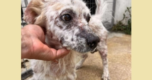 Amigo Zorro Dogsavior Sep25 SocialMedia