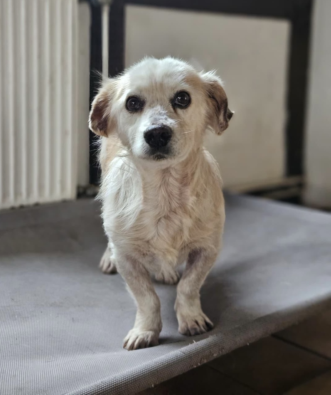 Amigo Zorro Dogsavior Nov25 1