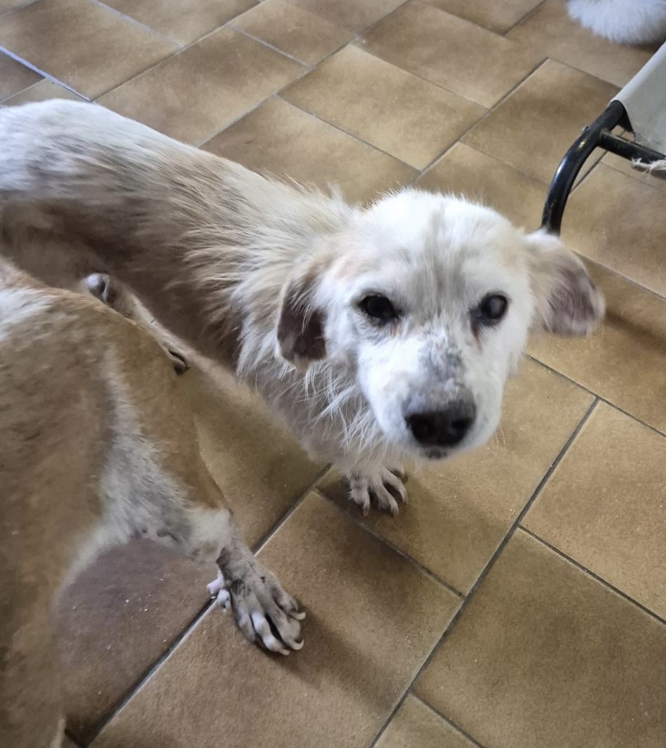 Amigo Zorro Dogsavior Nov25 4