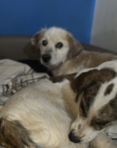 Amigo Zorro Dogsavior Nov25 6