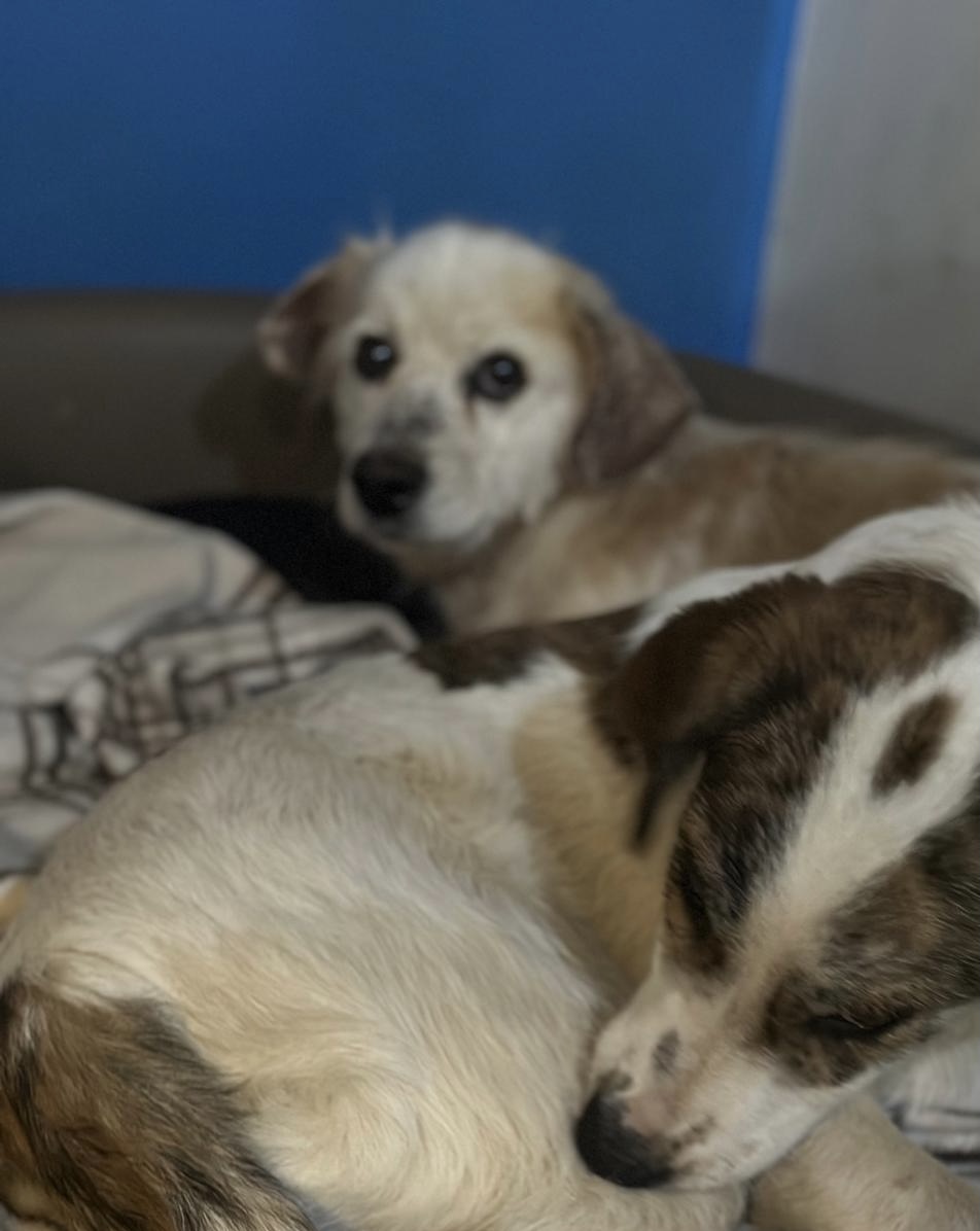 Amigo Zorro Dogsavior Nov25 6