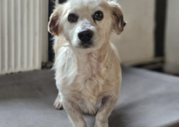 Amigo Zorro Dogsavior Nov25 Beitragsbild