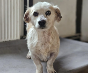 Amigo Zorro Dogsavior Nov25 Beitragsbild