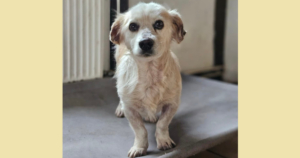 Amigo Zorro Dogsavior Nov25 SocialMedia