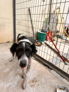 Boy Zorro Dogsavior Sep25 1