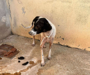 Boy Zorro Dogsavior Sep25 2