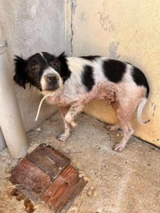 Boy Zorro Dogsavior Sep25 3