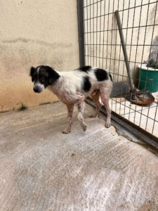 Boy Zorro Dogsavior Sep25 4