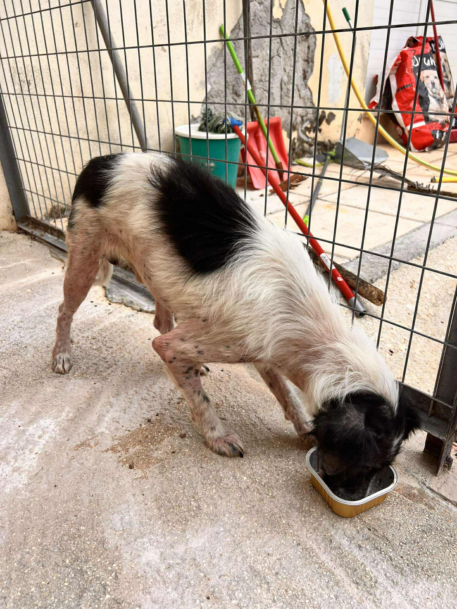 Boy Zorro Dogsavior Sep25 5
