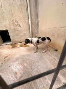 Boy Zorro Dogsavior Sep25 6