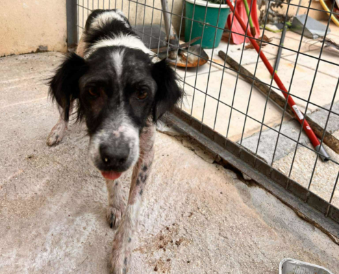 Boy Zorro Dogsavior Sep25 Beitragsbild
