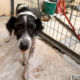 Boy Zorro Dogsavior Sep25 Beitragsbild