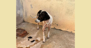 Boy Zorro Dogsavior Sep25 SocialMedia