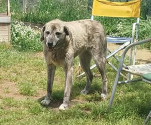 Dolly One Zorro Dogsavior Mai26 3
