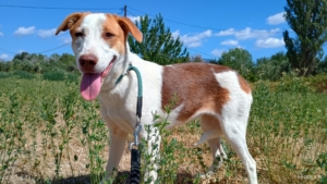 Doria Zorro Dogsavior Sep25 1