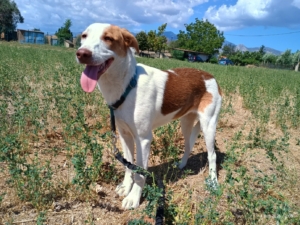 Doria Zorro Dogsavior Sep25 2