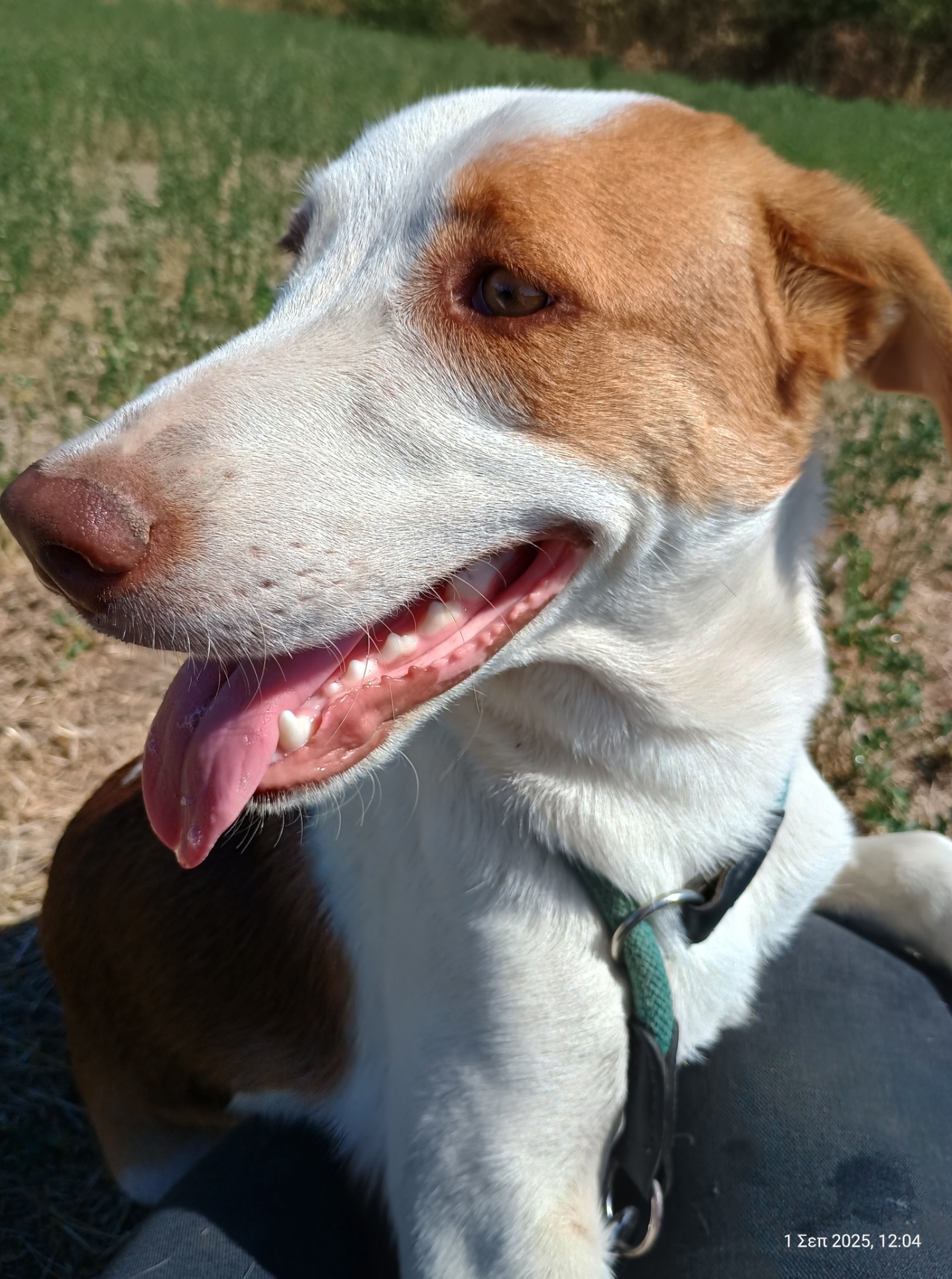 Doria Zorro Dogsavior Sep25 3