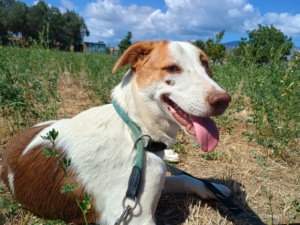 Doria Zorro Dogsavior Sep25 4