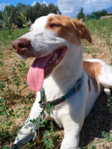 Doria Zorro Dogsavior Sep25 5