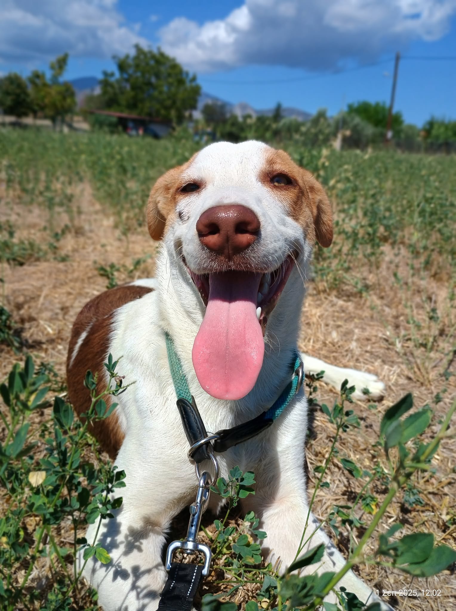 Doria Zorro Dogsavior Sep25 6