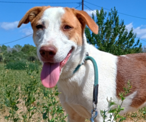 Doria Zorro Dogsavior Sep25 Beitragsbild