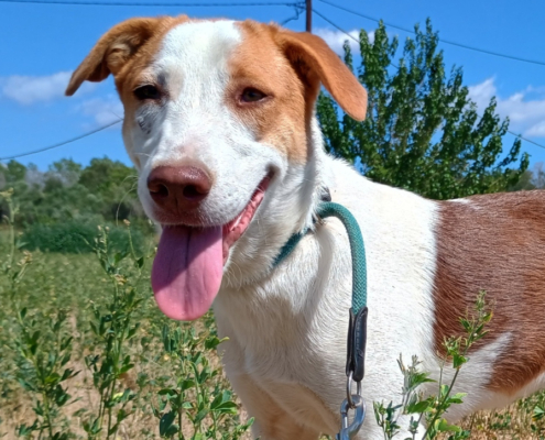 Doria Zorro Dogsavior Sep25 Beitragsbild