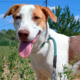 Doria Zorro Dogsavior Sep25 Beitragsbild