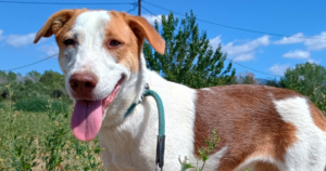 Doria Zorro Dogsavior Sep25 Social Media