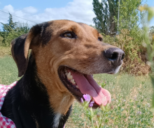 Electra Zorro Dogsavior Sep25 Beitragsbild