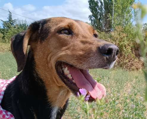 Electra Zorro Dogsavior Sep25 Beitragsbild
