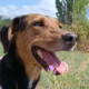 Electra Zorro Dogsavior Sep25 Beitragsbild