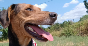 Electra Zorro Dogsavior Sep25 Social Media