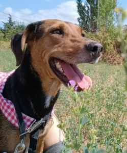 Electra Zorro Dogsavior Sept25 1