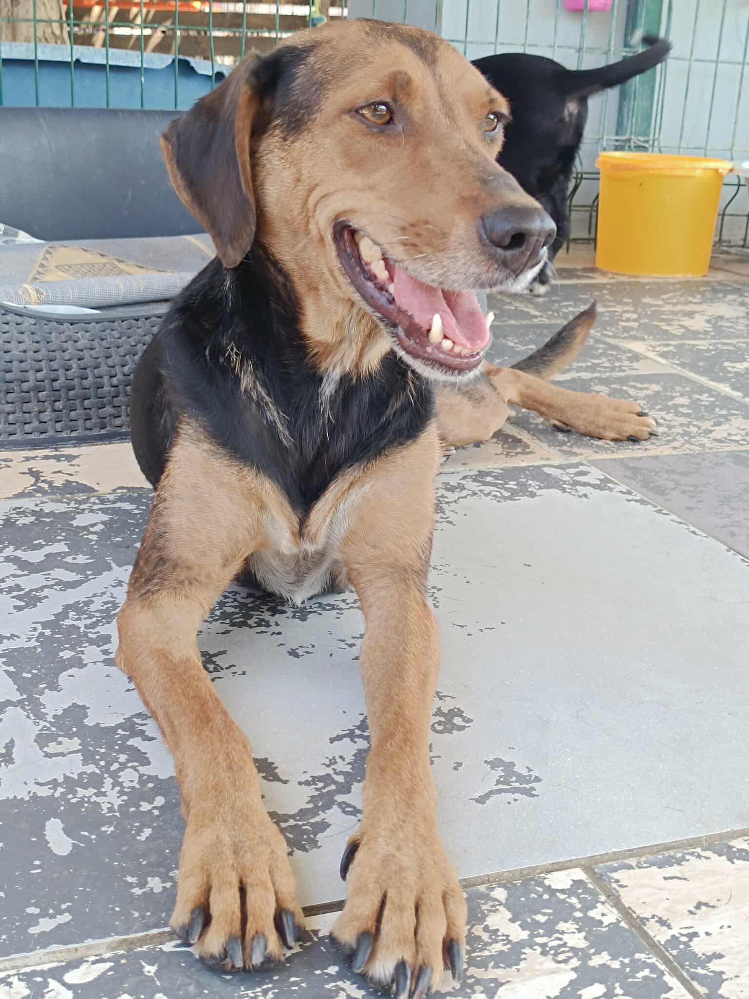 Electra Zorro Dogsavior Sept25 2