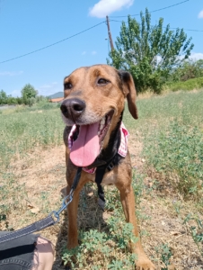 Electra Zorro Dogsavior Sept25 3