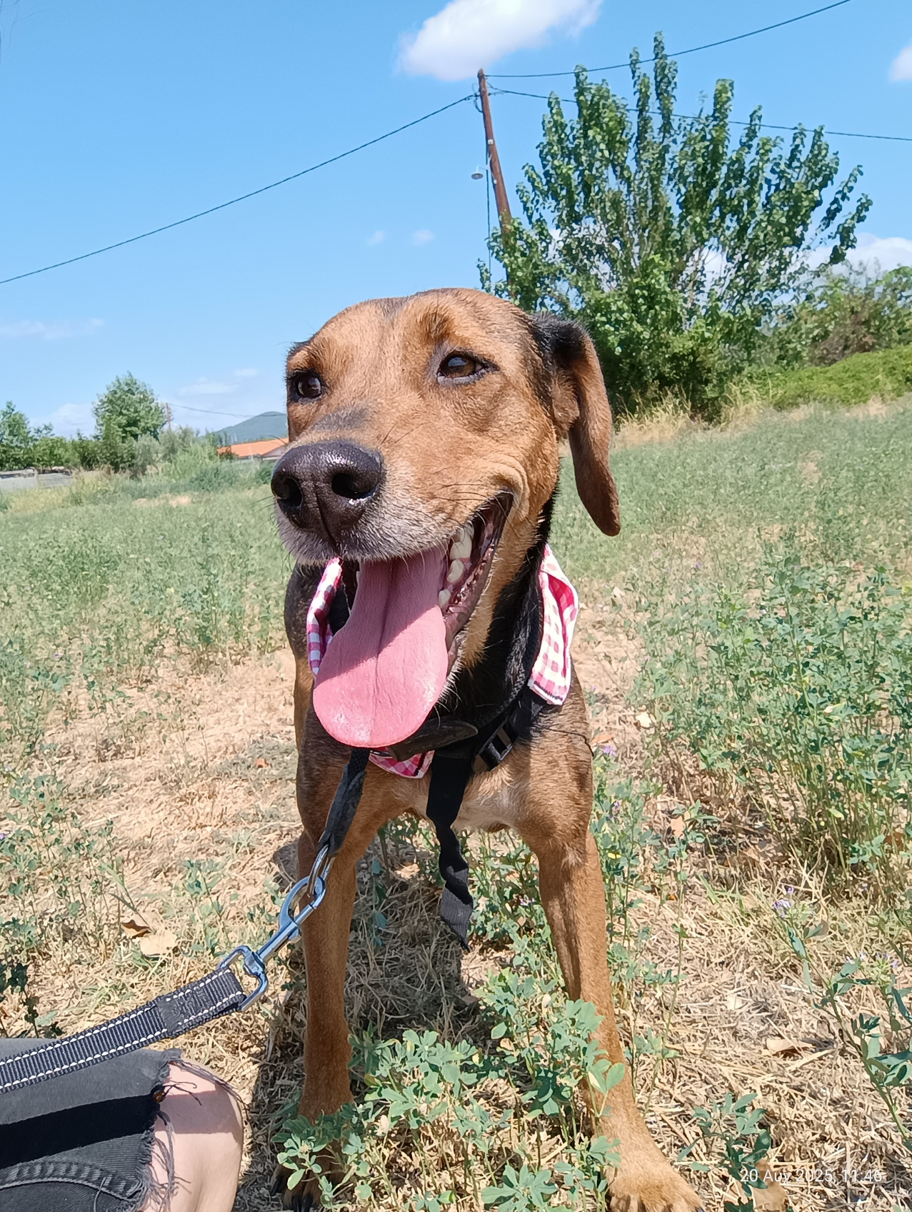 Electra Zorro Dogsavior Sept25 3