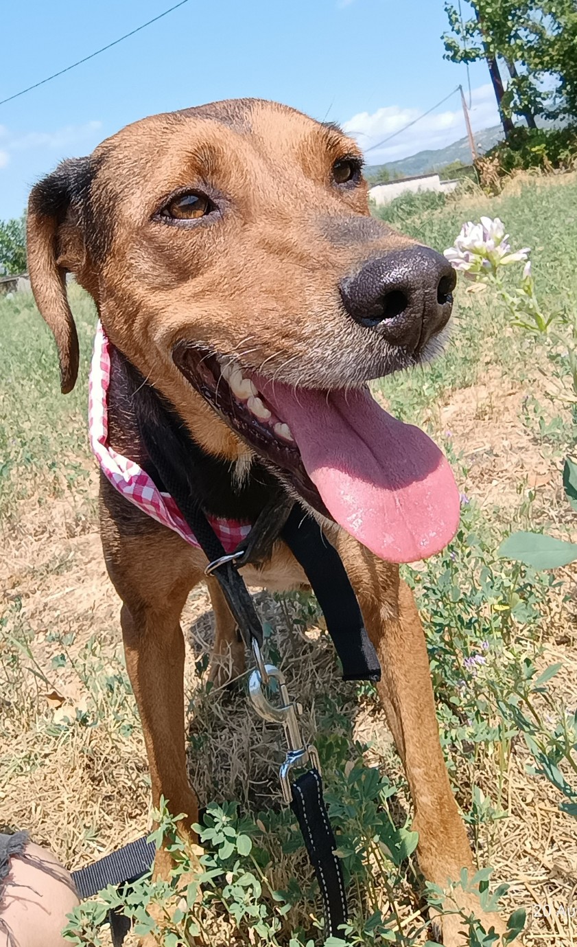 Electra Zorro Dogsavior Sept25 4