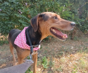 Electra Zorro Dogsavior Sept25 5