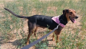 Electra Zorro Dogsavior Sept25 6