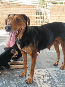 Electra Zorro Dogsavior Sept25 7